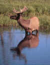 elk_in_water.jpg (38263 bytes)