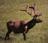 elk.jpg (66058 bytes)