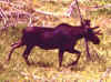 moose.jpg (69452 bytes)